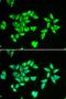 Peptidyl-TRNA Hydrolase 2 antibody, orb247456, Biorbyt, Immunofluorescence image 