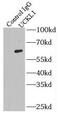Uridine-Cytidine Kinase 1 Like 1 antibody, FNab09224, FineTest, Immunoprecipitation image 