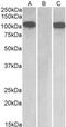 Furin, Paired Basic Amino Acid Cleaving Enzyme antibody, MBS423346, MyBioSource, Western Blot image 