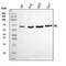 Tryptophan Hydroxylase 1 antibody, A01626-4, Boster Biological Technology, Western Blot image 