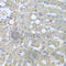 Decapping MRNA 2 antibody, A8282, ABclonal Technology, Immunohistochemistry paraffin image 