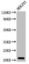 Pre-rRNA-processing protein TSR2 homolog antibody, LS-C679908, Lifespan Biosciences, Western Blot image 