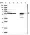 Ceramide kinase-like protein antibody, NBP1-87115, Novus Biologicals, Western Blot image 