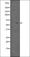 SMAD Family Member 5 antibody, orb336541, Biorbyt, Western Blot image 