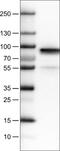 BM-90 antibody, NBP2-52918, Novus Biologicals, Western Blot image 