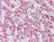 Deleted in azoospermia protein 1 antibody, 51-448, ProSci, Immunohistochemistry paraffin image 