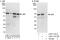 Serum Response Factor antibody, A303-173A, Bethyl Labs, Western Blot image 