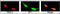 Diacylglycerol Kinase Zeta antibody, LS-C101153, Lifespan Biosciences, Immunofluorescence image 