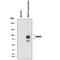Synaptic vesicular amine transporter antibody, MAB8327, R&D Systems, Western Blot image 
