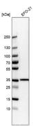Lectin, Mannose Binding 2 Like antibody, NBP1-84152, Novus Biologicals, Western Blot image 