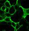 Dopamine Receptor D1 antibody, 711624, Invitrogen Antibodies, Immunofluorescence image 