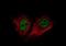 Bromodomain-containing protein 4 antibody, NBP2-52959, Novus Biologicals, Immunofluorescence image 