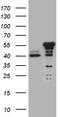 NFKB Inhibitor Epsilon antibody, TA810714S, Origene, Western Blot image 