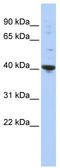 Purine Rich Element Binding Protein A antibody, TA343564, Origene, Western Blot image 