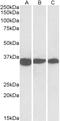 PCNA antibody, STJ72849, St John