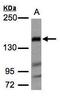 FLII Actin Remodeling Protein antibody, GTX106269, GeneTex, Western Blot image 