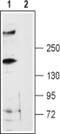 Ryanodine Receptor 3 antibody, PA5-77718, Invitrogen Antibodies, Western Blot image 