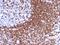 Intercellular Adhesion Molecule 3 antibody, GTX34789, GeneTex, Immunohistochemistry paraffin image 