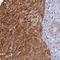 Fizzy And Cell Division Cycle 20 Related 1 antibody, NBP1-91774, Novus Biologicals, Immunohistochemistry paraffin image 