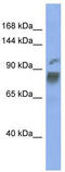 Heterogeneous nuclear ribonucleoprotein U-like protein 1 antibody, TA345995, Origene, Western Blot image 