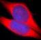 Tripartite Motif Containing 63 antibody, FNab08992, FineTest, Immunofluorescence image 