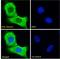 PTTG1 Regulator Of Sister Chromatid Separation, Securin antibody, LS-B5119, Lifespan Biosciences, Immunofluorescence image 