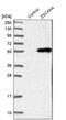 Zinc finger and SCAN domain-containing protein 4 antibody, PA5-52303, Invitrogen Antibodies, Western Blot image 