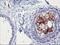 Serine Dehydratase antibody, MA5-25781, Invitrogen Antibodies, Immunohistochemistry paraffin image 