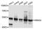 RNA Binding Motif Protein 34 antibody, STJ112178, St John
