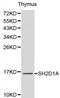 SH2 Domain Containing 1A antibody, LS-C192394, Lifespan Biosciences, Western Blot image 