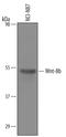 Wnt Family Member 8B antibody, AF3367, R&D Systems, Western Blot image 
