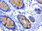 Musashi RNA Binding Protein 1 antibody, LS-C796780, Lifespan Biosciences, Immunohistochemistry paraffin image 