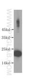 Ribosomal Protein L24 antibody, 17082-1-AP, Proteintech Group, Western Blot image 