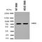 Histidine Decarboxylase antibody, orb76217, Biorbyt, Western Blot image 