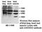 Amidohydrolase Domain Containing 2 antibody, MBS416595, MyBioSource, Western Blot image 