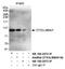 E3 ubiquitin-protein ligase DTX3L antibody, NB100-2872, Novus Biologicals, Immunoprecipitation image 