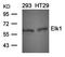 ETS Transcription Factor ELK1 antibody, orb14452, Biorbyt, Western Blot image 