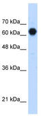 Uncharacterized glycosyltransferase AGO61 antibody, TA346854, Origene, Western Blot image 