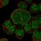 NaPi-2a antibody, NBP2-13328, Novus Biologicals, Immunofluorescence image 