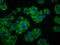 FAM234A antibody, LS-C680440, Lifespan Biosciences, Immunofluorescence image 