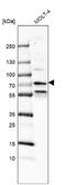 Integrator Complex Subunit 12 antibody, NBP1-92263, Novus Biologicals, Western Blot image 