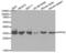 Serine/threonine-protein phosphatase 4 catalytic subunit antibody, LS-C331901, Lifespan Biosciences, Western Blot image 
