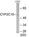 Cytochrome P450 Family 2 Subfamily C Member 18 antibody, EKC1911, Boster Biological Technology, Western Blot image 