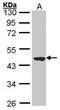 Probable tubulin polyglutamylase TTLL1 antibody, PA5-27285, Invitrogen Antibodies, Western Blot image 