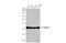 Heterogeneous nuclear ribonucleoprotein G antibody, GTX135993, GeneTex, Western Blot image 
