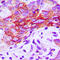 Chemerin Chemokine-Like Receptor 1 antibody, LS-B12924, Lifespan Biosciences, Immunohistochemistry frozen image 