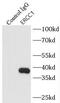 ERCC Excision Repair 1, Endonuclease Non-Catalytic Subunit antibody, FNab02832, FineTest, Immunoprecipitation image 
