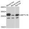 Methyltransferase Like 7B antibody, abx005434, Abbexa, Western Blot image 