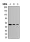 Tubulin Beta 3 Class III antibody, orb393348, Biorbyt, Western Blot image 