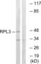 Ribosomal Protein L3 antibody, abx014121, Abbexa, Western Blot image 